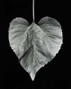 Sunflower Leaf